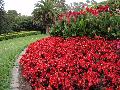 Wax Begonia, Begonia / Begonia semperflorens 